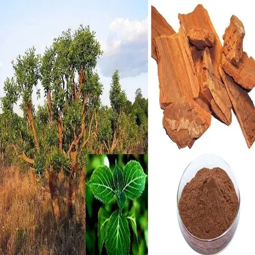 Exploring the Wonders of Corynanthe Bark: Nature’s Potent Gift