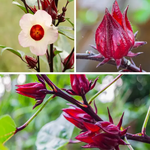 The Vibrant Power of Hibiscus Sabdariffa: Nature’s Crimson Treasure