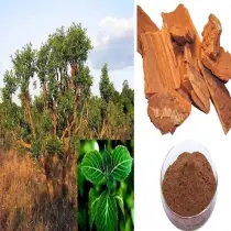 Exploring the Wonders of Corynanthe Bark: Nature’s Potent Gift